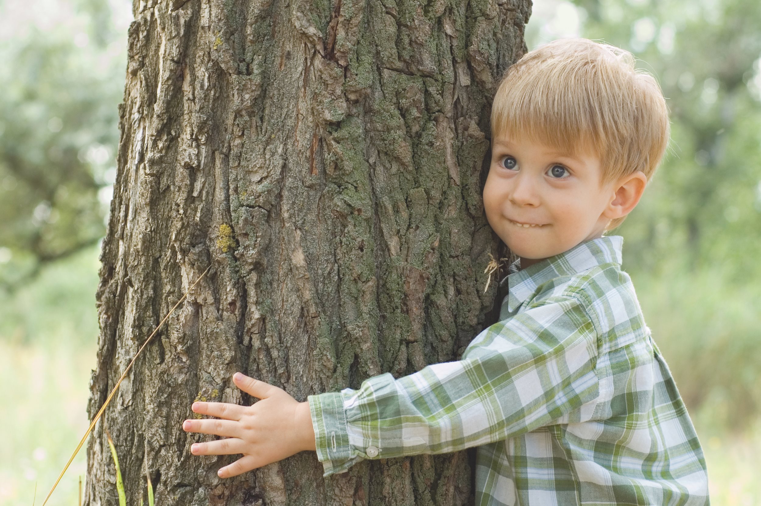 Child tree. Мальчик на дереве. Человек около дерева. Дерево для детей. Мальчик в лесу.